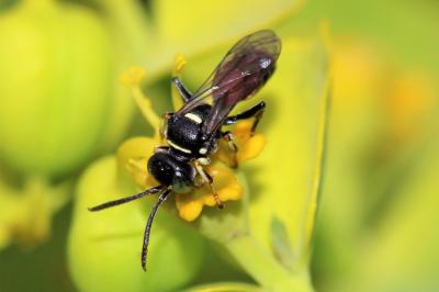  Harpactus affinis (Spinola, 1808)
