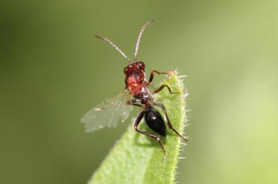  Figitidae Thomson, 1862
