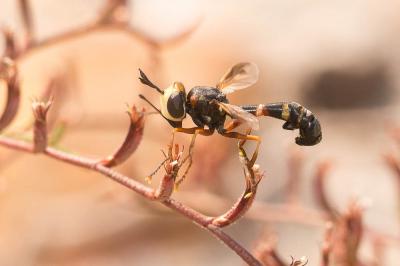  Physocephala chrysorrhoea (Meigen, 1824)
