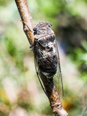 Cigale plébéienne (La), Grande Cigale commune (la) Lyristes plebejus (Scopoli, 1763)