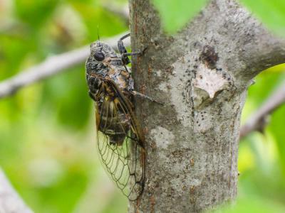 Cigale noire (la) Cicadatra atra (Olivier, 1790)