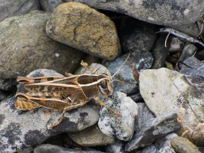 Caloptène occitan Calliptamus wattenwylianus (Pantel, 1896)