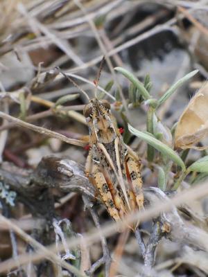 Caloptène occitan Calliptamus wattenwylianus (Pantel, 1896)