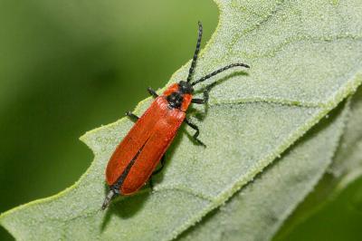 Lycie sanguine Lygistopterus sanguineus (Linnaeus, 1758)