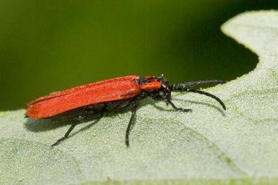 Lycie sanguine Lygistopterus sanguineus (Linnaeus, 1758)