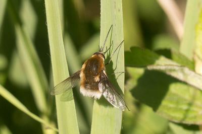  Bombylius cruciatus Fabricius, 1798