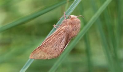 Franconienne (La) Malacosoma franconicum (Denis & Schiffermüller, 1775)