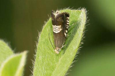  Grapholita compositella (Fabricius, 1775)