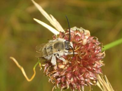 Eucera Scopoli, 1770