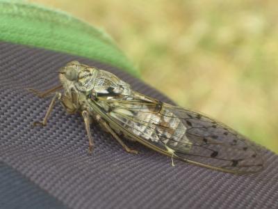 Cigale grise (la), Cigale de l'orne (la), Cigale p Cicada orni Linnaeus, 1758