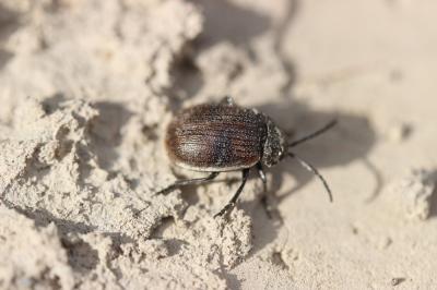  Galeruca pomonae (Scopoli, 1763)