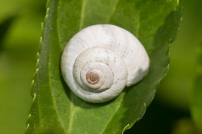 Hélicelle des Balkans Xeropicta derbentina (Krynicki, 1836)