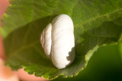 Hélicelle des Balkans Xeropicta derbentina (Krynicki, 1836)