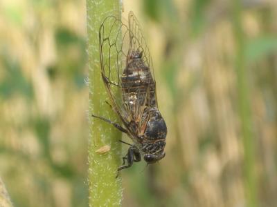 Cigale noire (la) Cicadatra atra (Olivier, 1790)