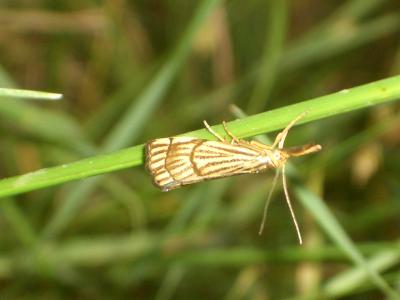  Chrysocrambus craterella (Scopoli, 1763)