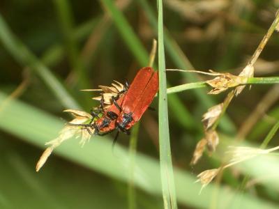 Lycie sanguine Lygistopterus sanguineus (Linnaeus, 1758)