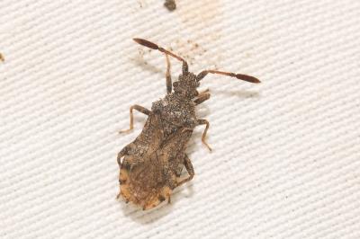  Strobilotoma typhaecornis (Fabricius, 1803)