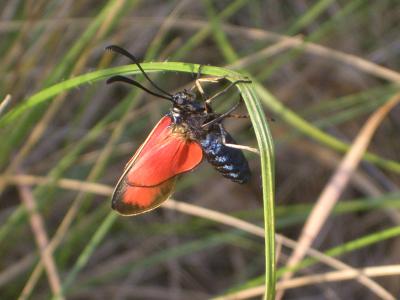 Zygène des garrigues (La), Zygène rubiconde (La),  Zygaena erythrus (Hübner, 1806)