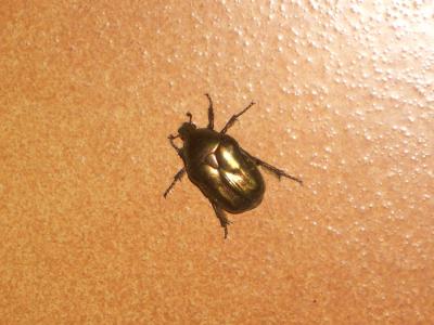 Cétoine dorée (la), Hanneton des roses Cetonia aurata (Linnaeus, 1758)