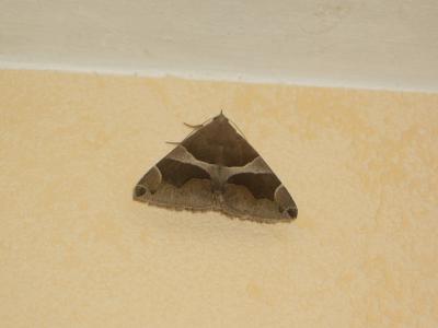 Passagère (La) Dysgonia algira (Linnaeus, 1767)