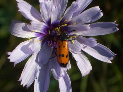 Mylabre à quatre points Mylabris quadripunctata (Linnaeus, 1767)