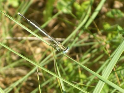 Agrion blanchâtre Platycnemis latipes Rambur, 1842