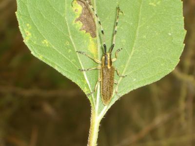  Agapanthia dahli (Richter, 1820)