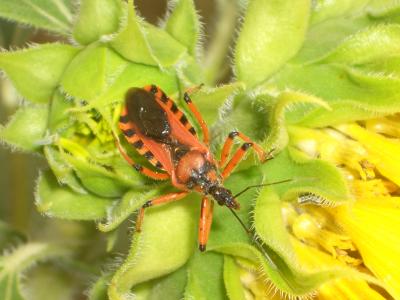  Rhynocoris 