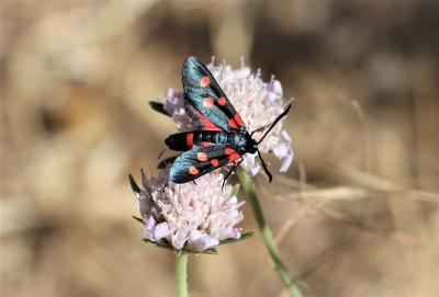 Zygène de la Coronille variée (La), Zygène de la C Zygaena ephialtes (Linnaeus, 1767)