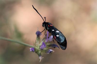 Zygène de la Coronille variée (La), Zygène de la C Zygaena ephialtes (Linnaeus, 1767)