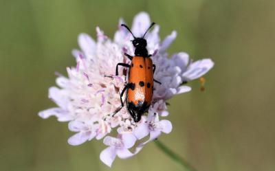 Mylabre à quatre points Mylabris quadripunctata (Linnaeus, 1767)