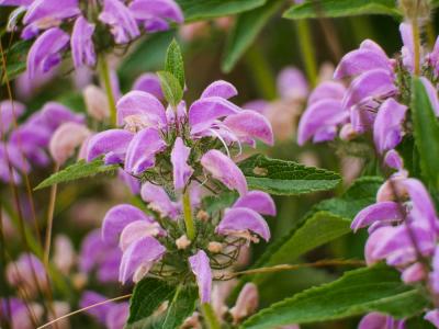 Herbe au vent Phlomis herba-venti subsp. herba-venti L., 1753