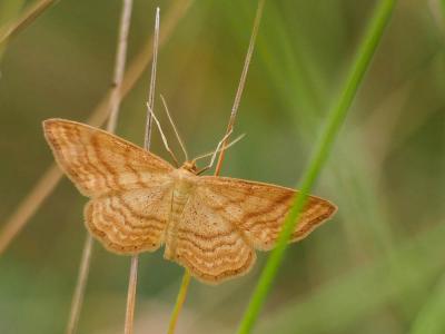 Acidalie ocreuse (L') Idaea ochrata (Scopoli, 1763)