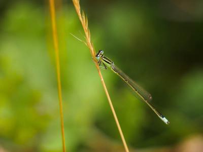 Agrion nain (L') Ischnura pumilio (Charpentier, 1825)