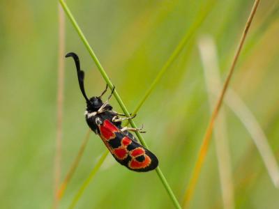  Zygaena hilaris Ochsenheimer, 1808