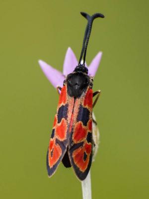  Zygaena hilaris Ochsenheimer, 1808