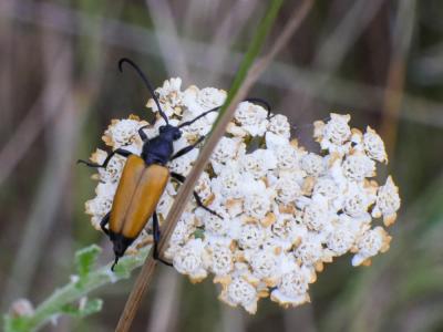 Lepture fauve Stictoleptura fulva (De Geer, 1775)