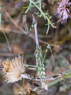 Empuse commune, Diablotin Empusa pennata (Thunberg, 1815)