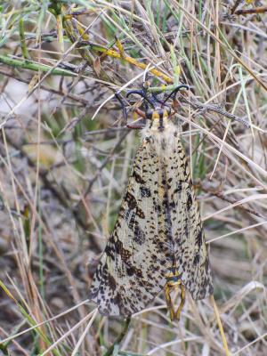  Palpares libelluloides (Linnaeus, 1764)