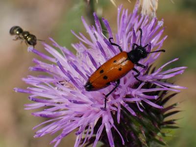 Mylabre à quatre points Mylabris quadripunctata (Linnaeus, 1767)