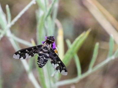  Exoprosopa jacchus (Fabricius, 1805)