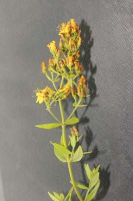 Millepertuis velu, Millepertuis hérissé Hypericum hirsutum L., 1753