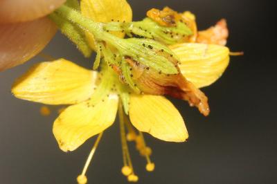 Millepertuis velu, Millepertuis hérissé Hypericum hirsutum L., 1753