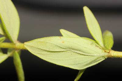 Millepertuis velu, Millepertuis hérissé Hypericum hirsutum L., 1753