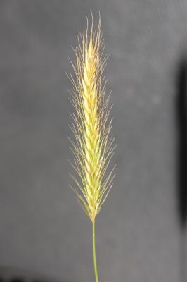 Orge faux seigle Hordeum secalinum Schreb., 1771