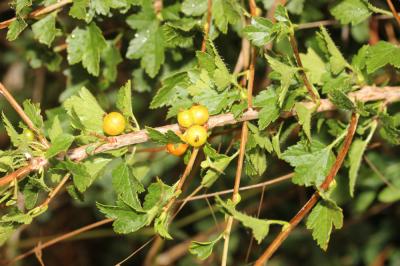 Groseillier des Alpes Ribes alpinum L., 1753