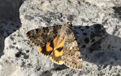 Lichénée vestale (La) Catocala nymphaea (Esper, 1787)