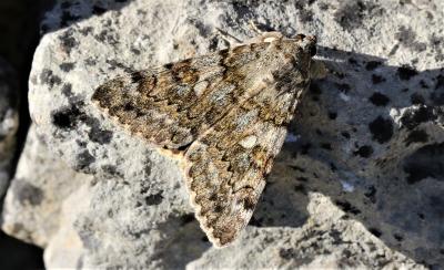 Lichénée vestale (La) Catocala nymphaea (Esper, 1787)