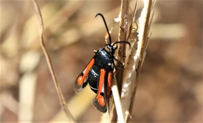 Sésie de l'Oseille (La) Pyropteron chrysidiforme (Esper, 1782)