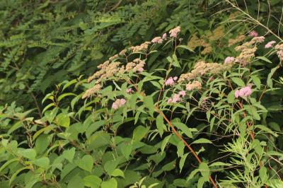 Spirée du Japon Spiraea japonica L.f., 1782